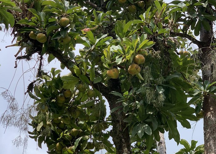 Parque Estadual do Jaraguá elephant apple (Dillenia indica) · iNaturalist photo