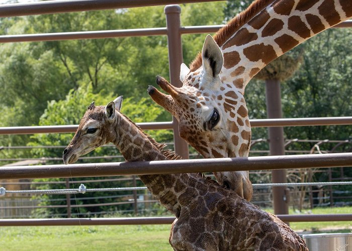 Tulsa Zoo Tulsa Zoo Announces Giraffe Calf Birth | Tulsa Zoo photo