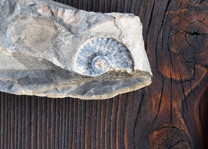 Mount San Giorgio Monte San Giorgio and the priceless marine fossils - Italia.it photo