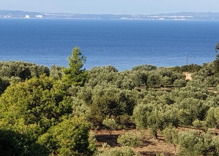 Elia Nikitis photo