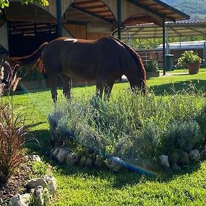 Villa Family Farm Soc. Agr. A R.L. Vairano Patenora Exterior photo