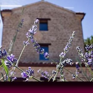 L'Alboreto Salvatico Homestay Serra San Quirico Exterior photo