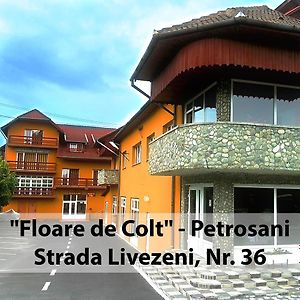 Hotel Floare De Colt Petroşani Exterior photo