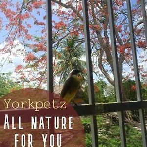 Yorkpetz All Nature ! Tikuch Exterior photo