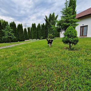 Hotel Pensiunea Bradu Hales Exterior photo