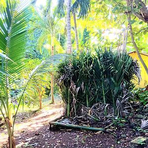 La Familia Guest House And Natural Farm Port Antonio Exterior photo