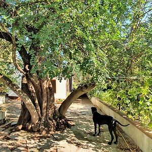 Bed and Breakfast Narboni Mannu Teulada Room photo