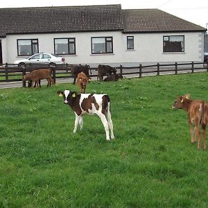 Bed and Breakfast Ave Maria Farmhouse Aughris Exterior photo